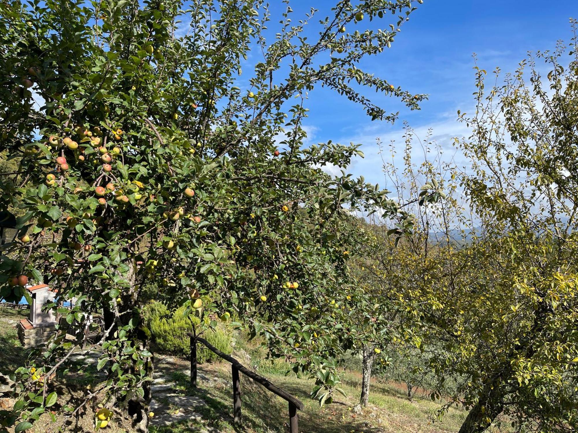 Bio Agriturismo Il Vigno Caprese Michelangelo Extérieur photo
