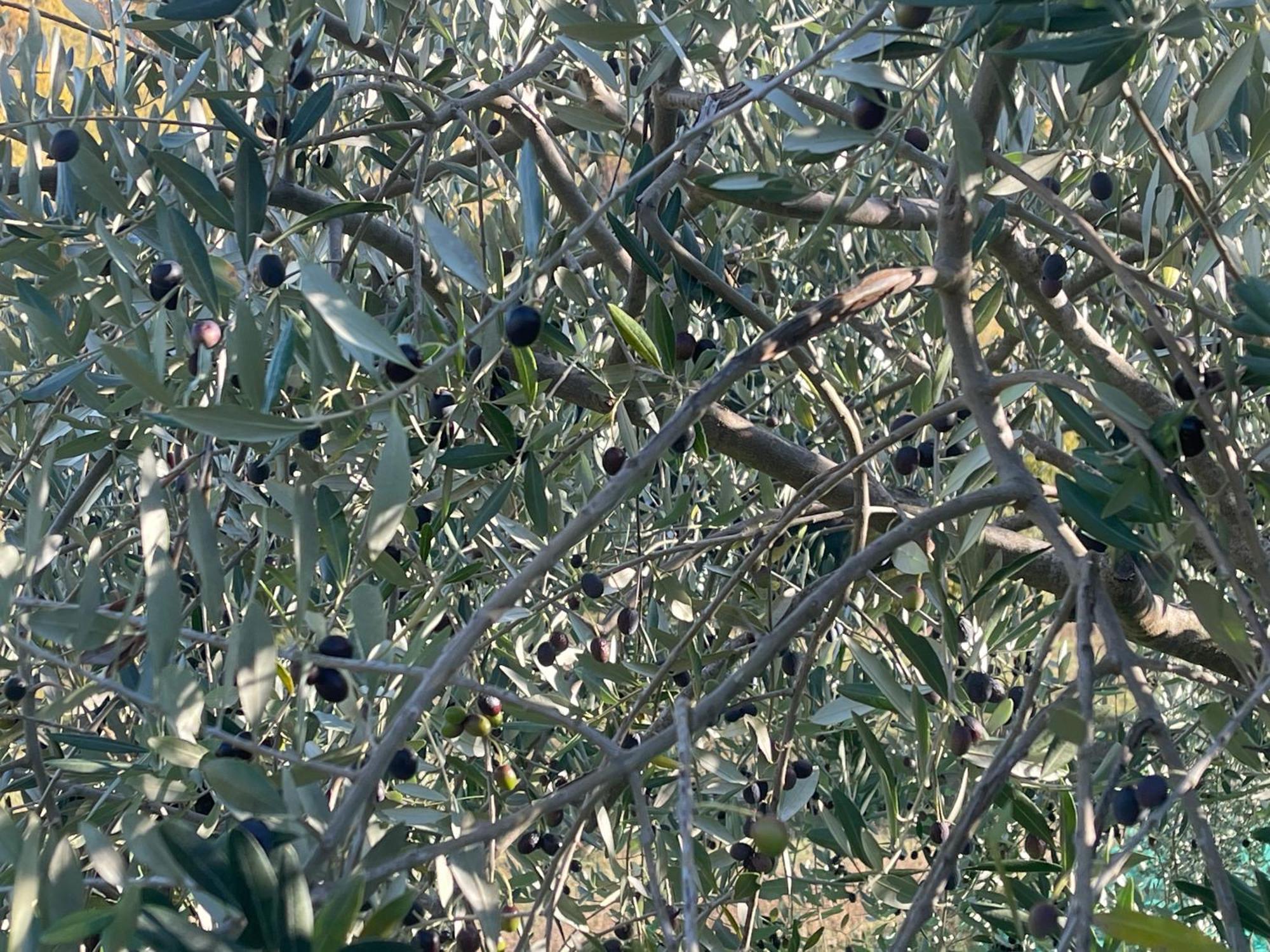 Bio Agriturismo Il Vigno Caprese Michelangelo Extérieur photo